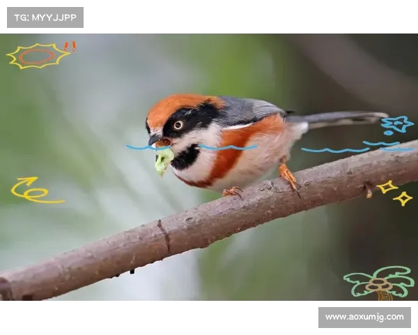 揭开卷帘绿魔神秘面纱 探秘其生态习性与科学养护方法